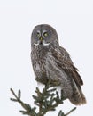 A Portrait of Great grey owl, Strix nebulosa perched in a tree hunting in Canada Royalty Free Stock Photo