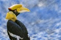 Portrait of Great Hornbill