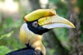 Portrait of Great Hornbill Royalty Free Stock Photo