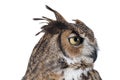 Portrait of Great Horned Owl isolated on white