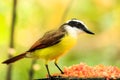 Portrait of Great Kiskadee bird Royalty Free Stock Photo