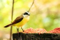 Portrait of Great Kiskadee bird Royalty Free Stock Photo