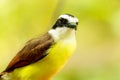 Portrait of Great Kiskadee bird Royalty Free Stock Photo