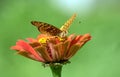 Portrait of Great Spangled Fritillary butterfly Speyeria cybele