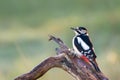 Great spotted woodpecker in nature