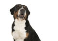 Portrait of a great swiss mountain dog on a white background loo Royalty Free Stock Photo
