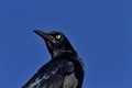 Portrait of Great-Tailed Grackle against blue sky in Texas Royalty Free Stock Photo