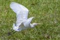 Portrait of great white egret egretta alba in flight Royalty Free Stock Photo