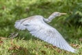 Portrait of great white egret egretta alba in flight Royalty Free Stock Photo