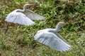 Portrait of great white egret egretta alba in flight Royalty Free Stock Photo