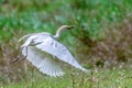 Portrait of great white egret egretta alba in flight Royalty Free Stock Photo