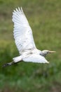 Portrait of great white egret egretta alba in flight Royalty Free Stock Photo