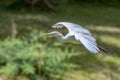 Portrait of great white egret egretta alba in flight Royalty Free Stock Photo