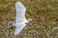 Portrait of great white egret egretta alba in flight Royalty Free Stock Photo