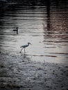 great white egret walking at the riverside