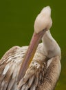 Portrait of a Great White Pelican Royalty Free Stock Photo