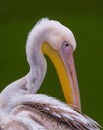 Portrait of a Great White Pelican Royalty Free Stock Photo