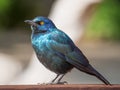 Portrait of Greater Blue-eared Glossy Starling or Lamprotornis chalybaeus on wooden rail, Kaokoland, Namibia, Africa Royalty Free Stock Photo
