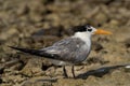 A portrait of a Greater Crested Tern at Busaiteen coast, Bahrain