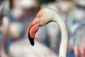 Portrait of greater Flamingo Royalty Free Stock Photo