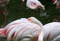 Portrait of the Greater Flamingo Royalty Free Stock Photo