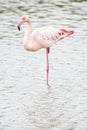 A portrait of a greater flamingo