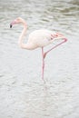 A portrait of a greater flamingo