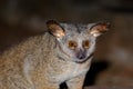 Portrait of a greater galago