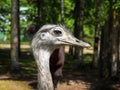 Portrait of a Nandu, a flightless bird Royalty Free Stock Photo