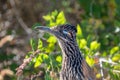 Portrait of a Greater Roadrunner standing in profile among green plants Royalty Free Stock Photo