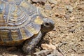 Portrait of The Greek tortoise , Testudo graeca ibera Royalty Free Stock Photo