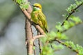 Portrait of a Green Bee Eater