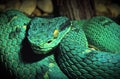 Portrait of a green boa constrictor snake.