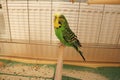 Portrait of a green budgie in a cage