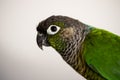 Portrait of a Green Cheek conure parrot