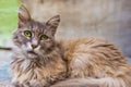 Portrait of green-eyed cat Royalty Free Stock Photo