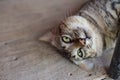 Portrait of green-eyed cat Royalty Free Stock Photo