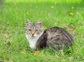 Portrait of green eyed cat Royalty Free Stock Photo