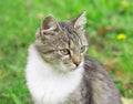 Portrait of green eyed cat Royalty Free Stock Photo