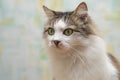 Portrait of a green-eyed cat, light-colored cat on a light background Royalty Free Stock Photo