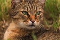Portrait of green-eyed cat in nature Royalty Free Stock Photo