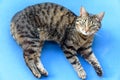 Portrait of green-eyed cat. A tabby cat lies on its side, looks Royalty Free Stock Photo