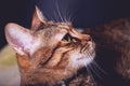 Portrait of green eyed domestic cat Royalty Free Stock Photo