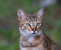 Portrait of a green-eyed multicolored cat Royalty Free Stock Photo