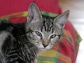 Portrait of a green eyed tabby kitten with the third eyelid visible