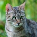 Portrait of a green-eyed tiger cat Royalty Free Stock Photo