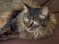 Portrait of a green-eyed tiger cat Royalty Free Stock Photo