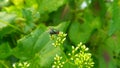 Portrait of Green Flies Perched On Grape Flowers Taken From A Close Range. Royalty Free Stock Photo