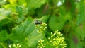 Portrait of Green Flies Perched On Grape Flowers Taken From A Close Range.