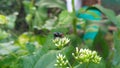 Portrait of Green Flies Perched On Grape Flowers Taken From A Close Range. Royalty Free Stock Photo